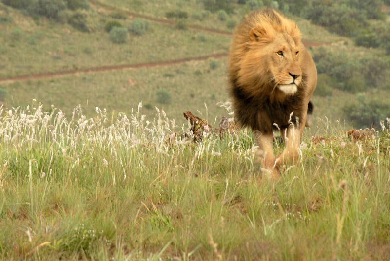 Male lion on the prowl, South Africa. Male lion on the prowl, South Africa