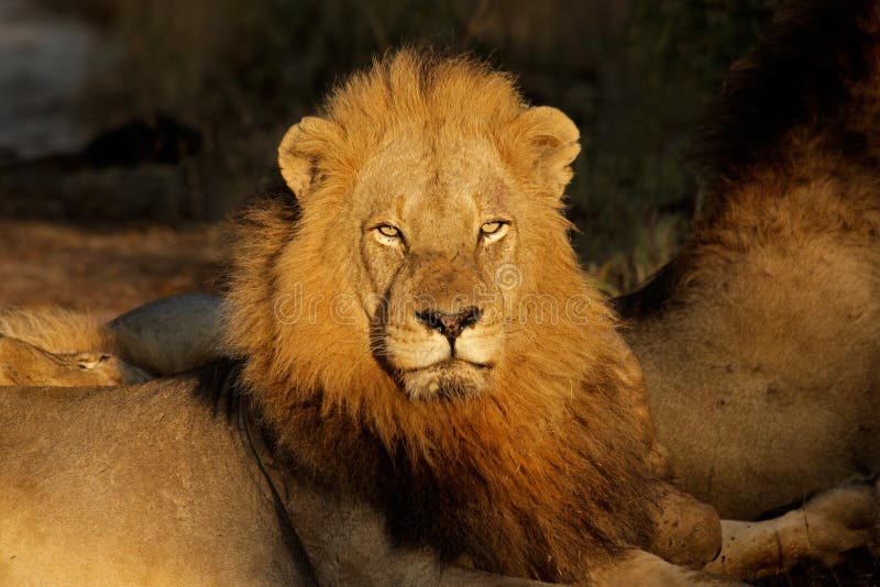 Portrait of a big male African lion (Panthera leo), South Africa. Portrait of a big male African lion (Panthera leo), South Africa