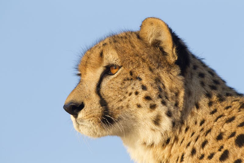 Cheetah portrait (Acinonyx jubatus) in South Africa. Cheetah portrait (Acinonyx jubatus) in South Africa