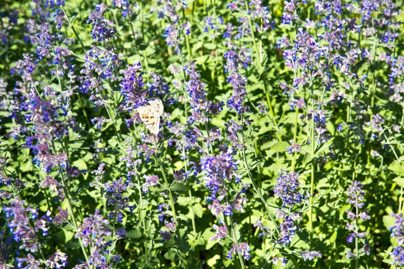 Ξέφωτο lavender των ιωδών λουλουδιών μια σαφή ηλιόλουστη ημέρα r στοκ φωτογραφίες Ξέφωτο lavender των ιωδών λουλουδιών μια σαφή ηλιόλουστη ημέρα r στοκ φωτογραφίες