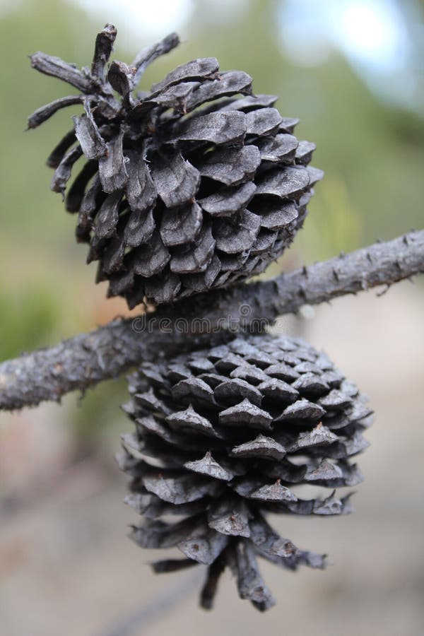 Ξηρά δίδυμα Pinecone στοκ φωτογραφίες Ξηρά δίδυμα Pinecone στοκ φωτογραφίες