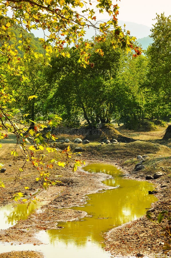 Ξηρά λίμνη στο θερινό δάσος στοκ εικόνες Ξηρά λίμνη στο θερινό δάσος στοκ εικόνες