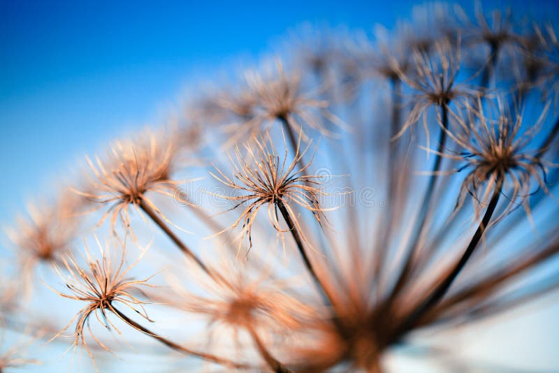 Abstract closeup photo of dry flower with interesting texture. Natural phorography. Abstract closeup photo of dry flower with interesting texture. Natural phorography.