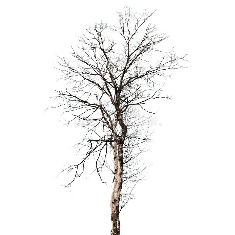 Ξηρό νεκρό δέντρο που απομονώνεται στο λευκό