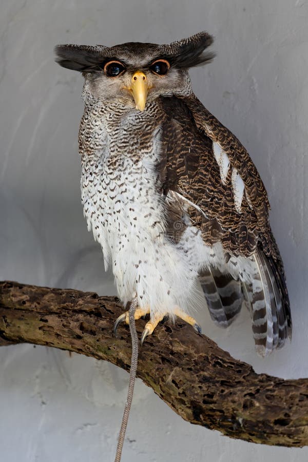 Ο Barred EagleOwl Bubo sumatranus ένα μεγαλοπρεπές αρπακτικό πουλί που γεννήθηκε στη νοτιοανατολική Ασία. στοκ εικόνες με δικαίωμα ελεύθερης χρήσης
