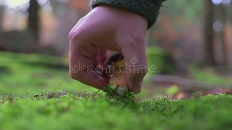 ο forager διαλέγει την πένα μπουν μπολέτους έντουλις στα φθινοπωρινά δάση απόθεμα βίντεο