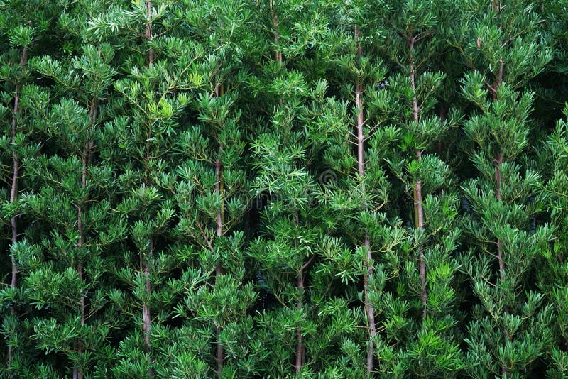 Ο Juniperus chinensis ή ο Κινέζος άρκηρος είναι ένας αειθαλής θάμνος κωνοφόρων, δημοφιλές διακοσμητικό δέντρο ή θάμνος σε κήπους, στοκ εικόνες Ο Juniperus chinensis ή ο Κινέζος άρκηρος είναι ένας αειθαλής θάμνος κωνοφόρων, δημοφιλές διακοσμητικό δέντρο ή θάμνος σε κήπους, στοκ εικόνες