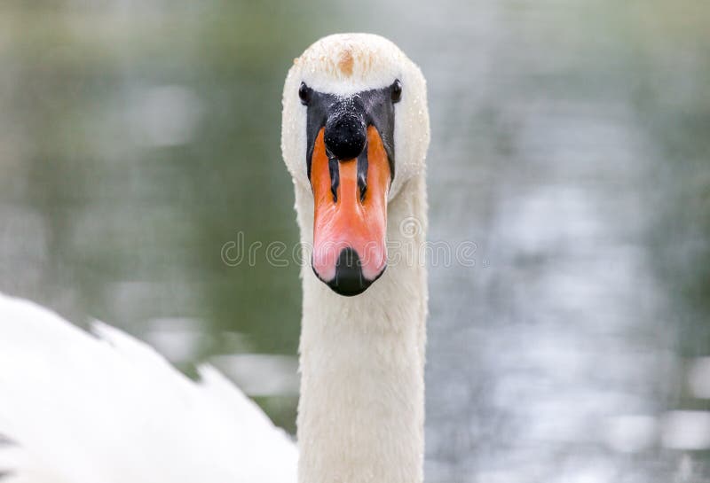 A white swan looks to the camera. A white swan looks to the camera