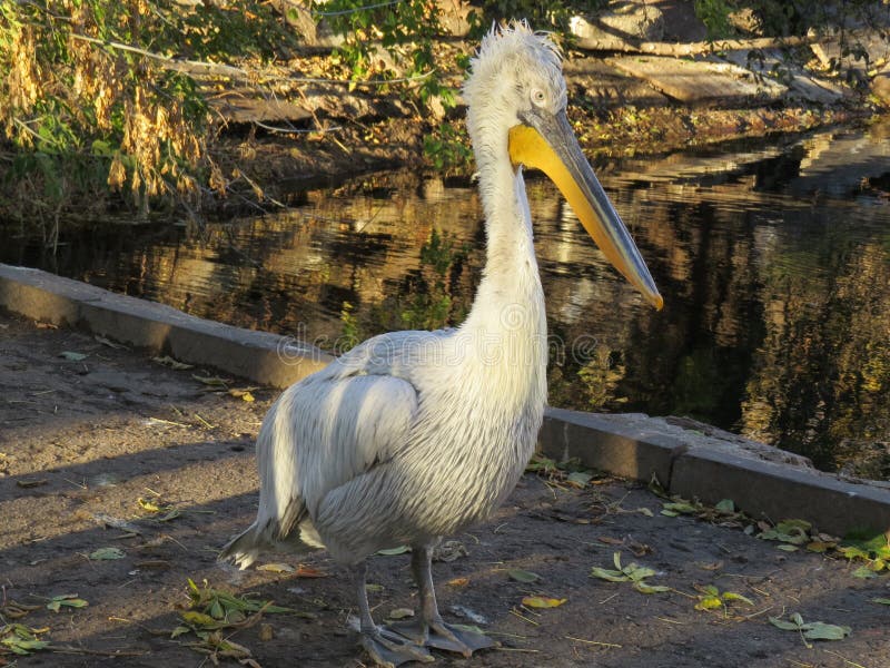 Ο άσπρος πελεκάνος Reat, onocrotalus Pelecanus γνωστό επίσης ως ανατολικό άσπρο πελεκάνο, ροδοειδή πελεκάνο ή άσπρος πελεκάνος εί στοκ εικόνα Ο άσπρος πελεκάνος Reat, onocrotalus Pelecanus γνωστό επίσης ως ανατολικό άσπρο πελεκάνο, ροδοειδή πελεκάνο ή άσπρος πελεκάνος εί στοκ εικόνα