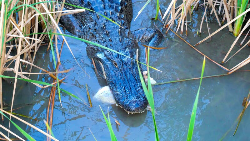 American Alligator, with a dead fish carcass in its jaws, walks in marsh water, with reeds and birds nearby. Hand held close up slow motion clip of a vicious predator in natural habitat. American Alligator, with a dead fish carcass in its jaws, walks in marsh water, with reeds and birds nearby. Hand held close up slow motion clip of a vicious predator in natural habitat