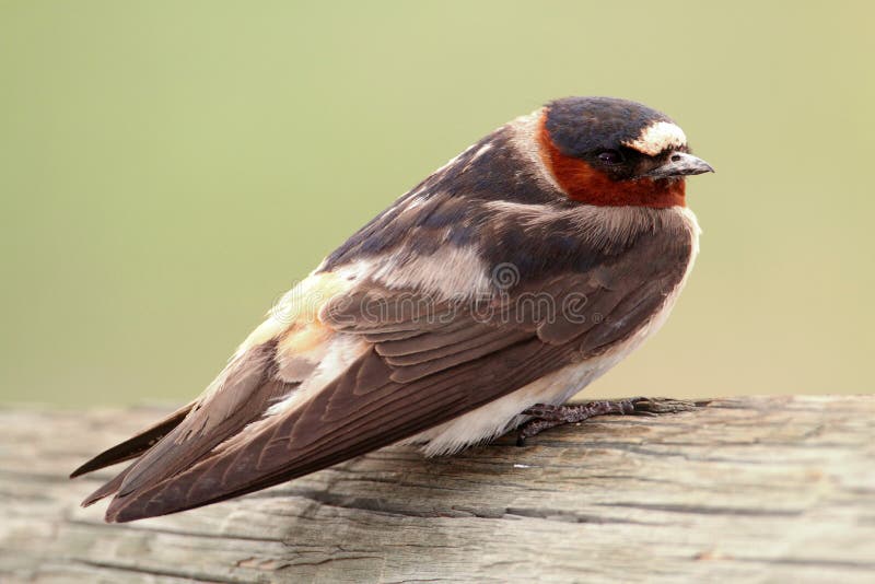 Cliff Swallow (Petrochelidon pyrrhonota) on a perch with a green background. Cliff Swallow (Petrochelidon pyrrhonota) on a perch with a green background