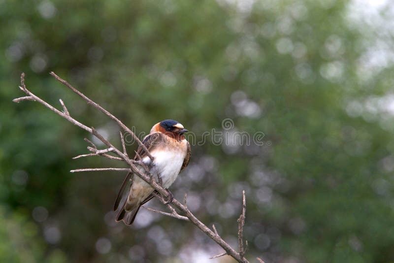 One American Cliff Swallow perched on a bare branch. These are the famous swallows whose return to the Mission San Juan Capistrano in California on or around March 19 is celebrated with a festival. One American Cliff Swallow perched on a bare branch. These are the famous swallows whose return to the Mission San Juan Capistrano in California on or around March 19 is celebrated with a festival.