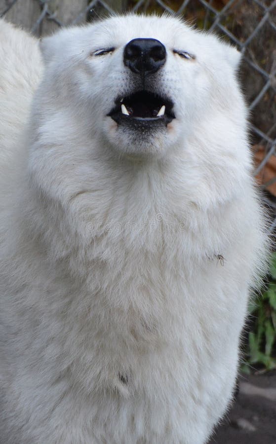 Howling Arctic Wolf or Polar White Wolf, is a subspecies of the Gray Wolf, a mammal of the family Canidae. Arctic Wolves inhabit the Canadian Arctic, Alaska and  Greenland. Howling Arctic Wolf or Polar White Wolf, is a subspecies of the Gray Wolf, a mammal of the family Canidae. Arctic Wolves inhabit the Canadian Arctic, Alaska and  Greenland.