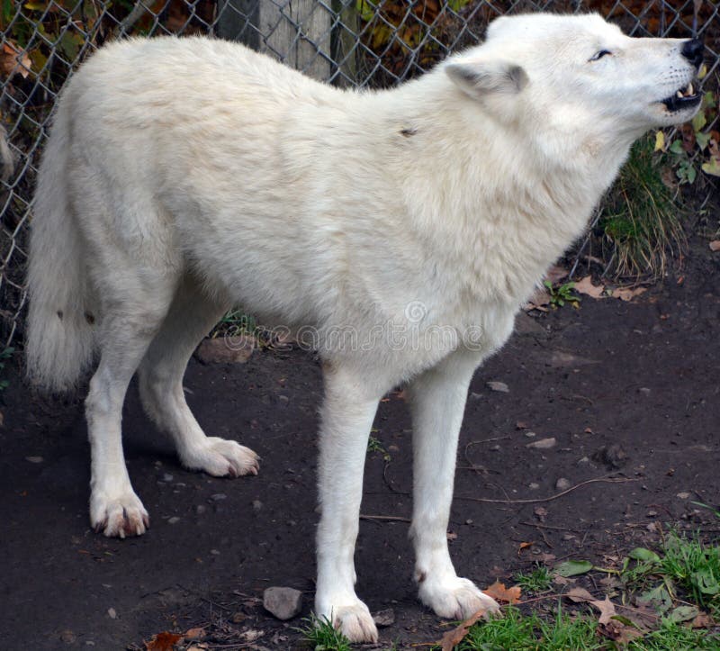 Howling Arctic Wolf or Polar White Wolf, is a subspecies of the Gray Wolf, a mammal of the family Canidae. Arctic Wolves inhabit the Canadian Arctic, Alaska and  Greenland. Howling Arctic Wolf or Polar White Wolf, is a subspecies of the Gray Wolf, a mammal of the family Canidae. Arctic Wolves inhabit the Canadian Arctic, Alaska and  Greenland.