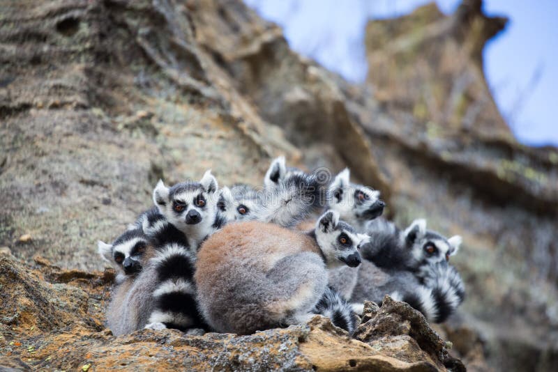 Ring-tailed Lemur group, huddled together. Ring-tailed Lemur group, huddled together