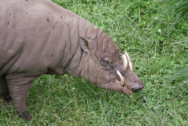 Ο Βορράς Sulawesi Babirusa - celebensis Babyrousa στοκ εικόνα Ο Βορράς Sulawesi Babirusa - celebensis Babyrousa στοκ εικόνα
