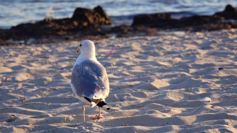 Ο γλάρος περπατά την άμμο και ψάχνει τα τρόφιμα στην ακτή
