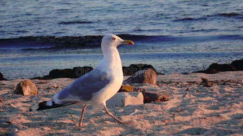Ο γλάρος περπατά την άμμο και ψάχνει τα τρόφιμα στην ακτή κίνηση αργή