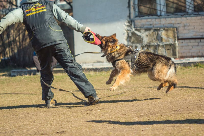 Ο γερμανικός ποιμένας άρπαξε δικών του παραδίδει τον εκπαιδευτικό χειριστή σκυλιών Gomel, στοκ φωτογραφίες με δικαίωμα ελεύθερης χρήσης Ο γερμανικός ποιμένας άρπαξε δικών του παραδίδει τον εκπαιδευτικό χειριστή σκυλιών Gomel, στοκ φωτογραφίες με δικαίωμα ελεύθερης χρήσης