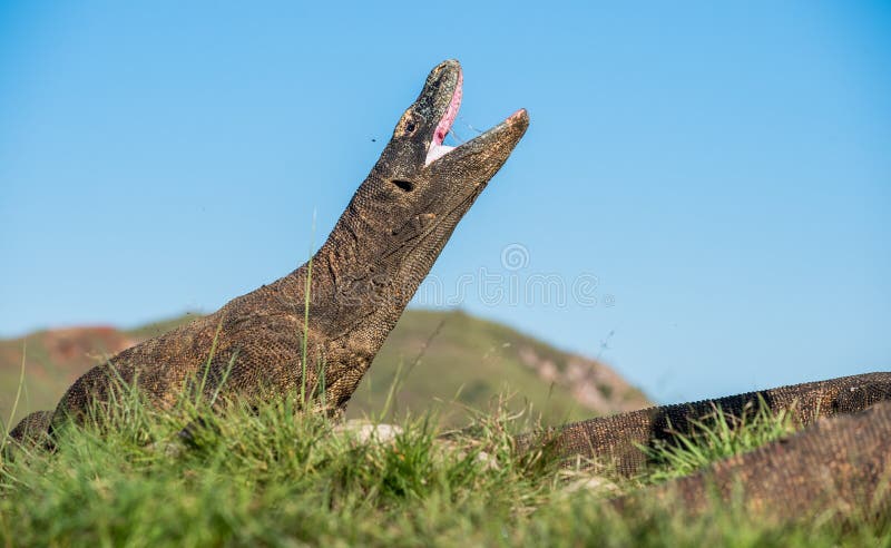 Ο δράκος Komodo στοκ φωτογραφία με δικαίωμα ελεύθερης χρήσης Ο δράκος Komodo στοκ φωτογραφία με δικαίωμα ελεύθερης χρήσης