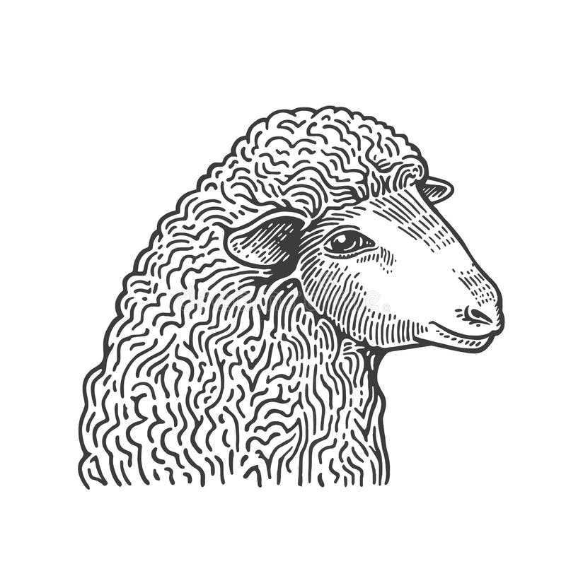 Head of sheep hand drawn in style of medieval engraving. Domestic farm animal isolated on white background. Vector illustration in monochrome colors for restaurant menu, butcher shop, website, logo. Head of sheep hand drawn in style of medieval engraving. Domestic farm animal isolated on white background. Vector illustration in monochrome colors for restaurant menu, butcher shop, website, logo