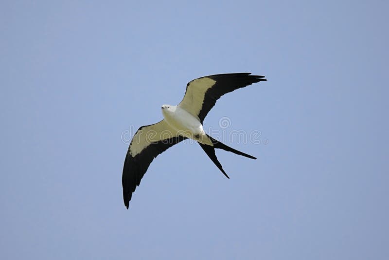 Swallow-tailed Kite (Elanoides forficatus) in flight hunting in the Florida Everglades. Swallow-tailed Kite (Elanoides forficatus) in flight hunting in the Florida Everglades