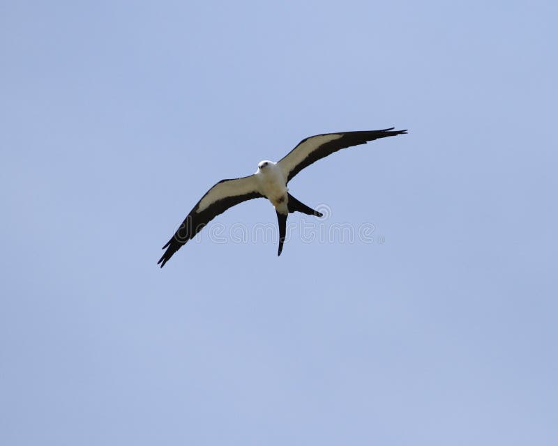 A swallow tailed kite surveying the area. A swallow tailed kite surveying the area