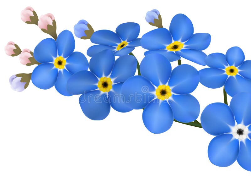 Ο κλάδος μπλε forget-me-not ανθίζει απομονωμένος - διανυσματική απεικόνιση απεικόνιση αποθεμάτων