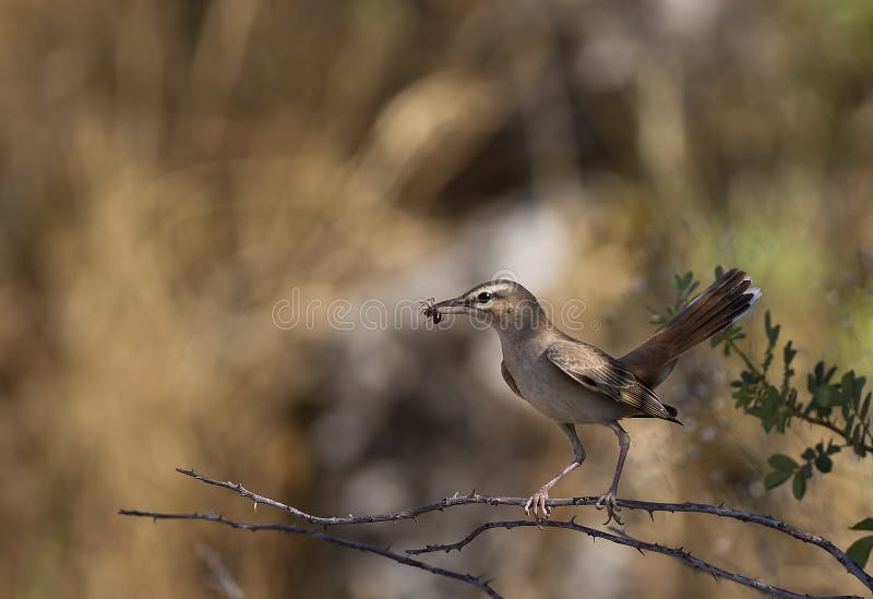 Ο καστανοκοκκινωπός Μπους Robin (Cercotrichas galactotes) στοκ φωτογραφίες με δικαίωμα ελεύθερης χρήσης Ο καστανοκοκκινωπός Μπους Robin (Cercotrichas galactotes) στοκ φωτογραφίες με δικαίωμα ελεύθερης χρήσης