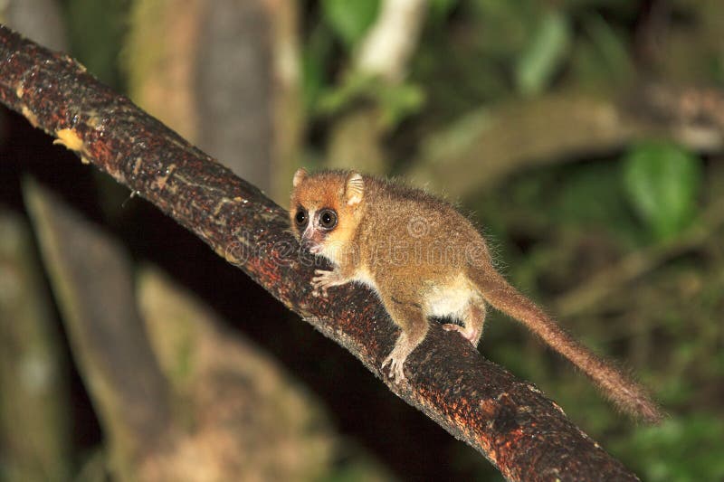The brown mouse lemur (Microcebus rufus) at night in Ranomafana national park, Madagascar. The brown mouse lemur (Microcebus rufus) at night in Ranomafana national park, Madagascar
