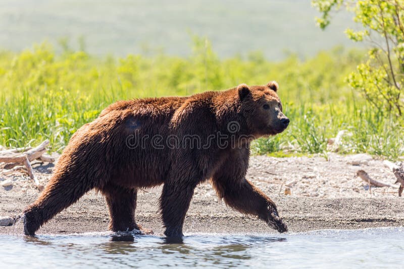 Ο καφετής πληγωμένος αντέχει το beringianus arctos Ursus πηγαίνοντας κατά μήκος της λίμνης Kamchatka, Ρωσία στοκ εικόνα με δικαίωμα ελεύθερης χρήσης Ο καφετής πληγωμένος αντέχει το beringianus arctos Ursus πηγαίνοντας κατά μήκος της λίμνης Kamchatka, Ρωσία στοκ εικόνα με δικαίωμα ελεύθερης χρήσης