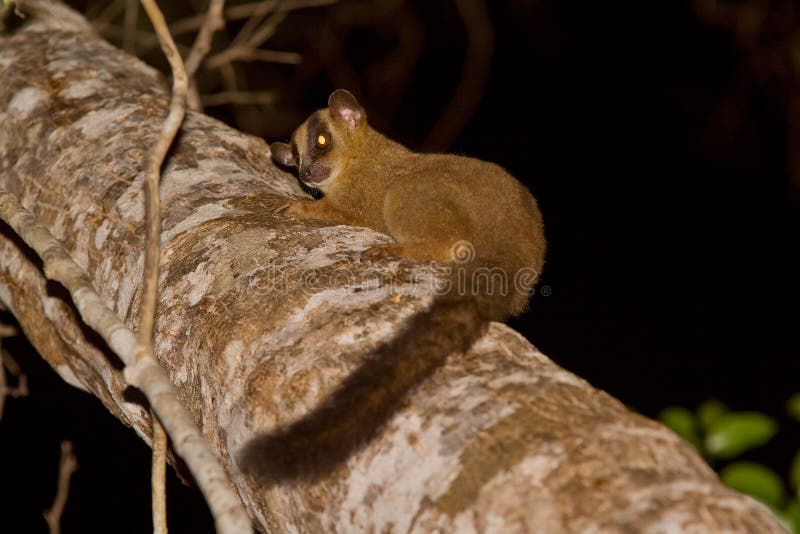 Wild Pale Fork Marked Lemur in Madagascar. Wild Pale Fork Marked Lemur in Madagascar