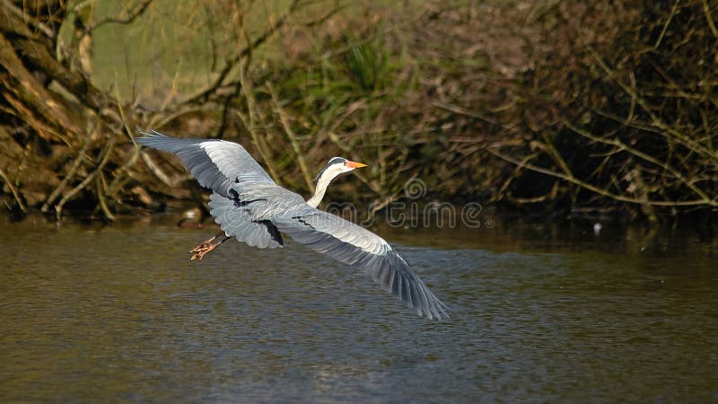 Ο κινηματογράφος Gray Heron Ardea εν πτήσει στοκ εικόνα