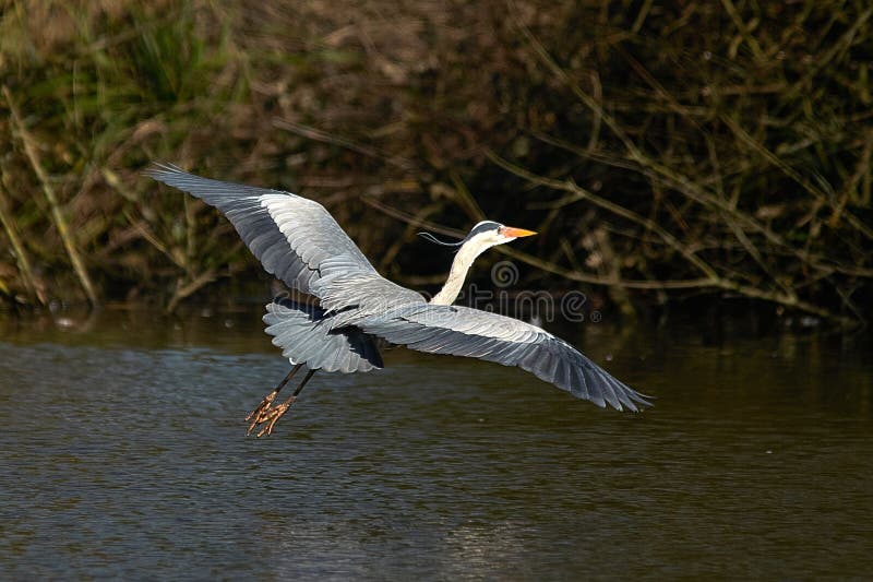 Ο κινηματογράφος Gray Heron Ardea εν πτήσει στοκ φωτογραφίες με δικαίωμα ελεύθερης χρήσης