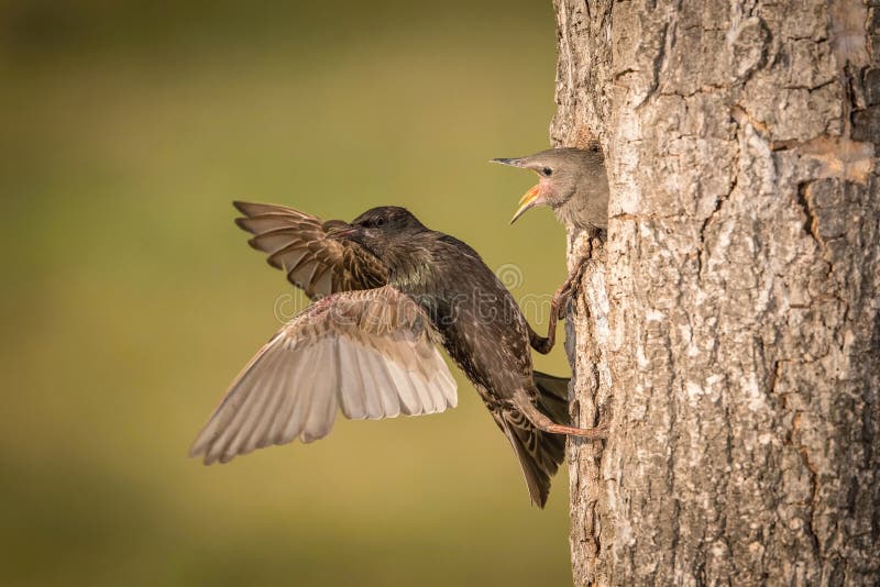Ο Κοινός Αστέρας, Sturnus vulgaris στοκ εικόνες με δικαίωμα ελεύθερης χρήσης Ο Κοινός Αστέρας, Sturnus vulgaris στοκ εικόνες με δικαίωμα ελεύθερης χρήσης