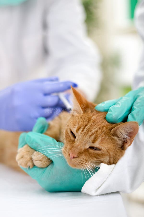 Ο κτηνίατρος ηρεμεί μια μικρή γάτα και έτοιμος για την αναθεώρηση