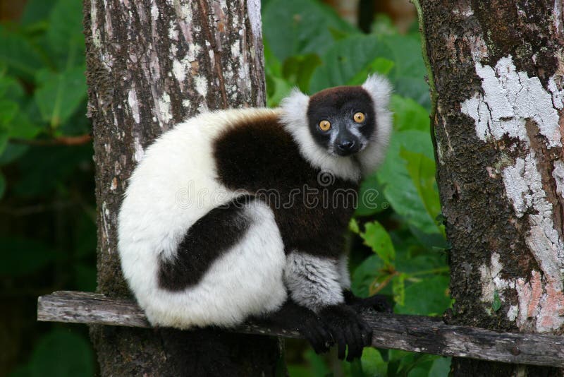 Black and white ruffed lemur in Madagascar. Black and white ruffed lemur in Madagascar