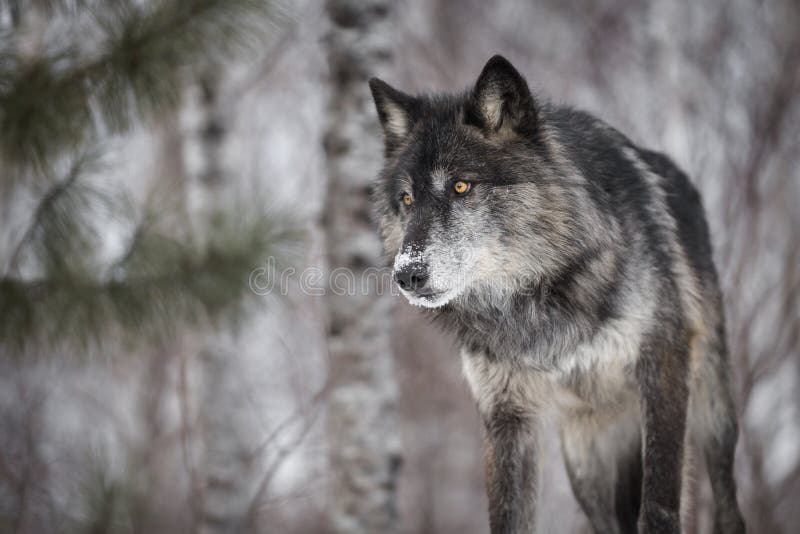 Ο μαύρος Λύκος Canis λύκων φάσης γκρίζος κοιτάζει αδιάκριτα έξω με προσήλωση στοκ φωτογραφίες με δικαίωμα ελεύθερης χρήσης