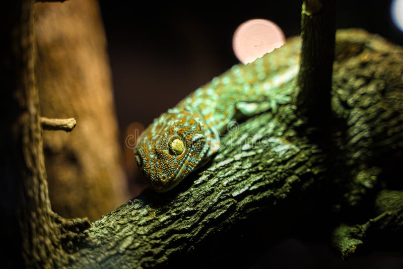 Big Gecko looking on branch of tree, spot, creature, spooky, eye, wall, close-up, natural, ecology, head, yellow, species, herpetology, halloween, macro, turquoise, colorful, nature, wild, sticky, closeup, tropical, gekko, predator, wildlife, tokay, foot, lizard, climbing, white, reptile, skin, vicious, blue, environment, orange, asia, tail, horror, green, roof, exotic, gray, animal. Big Gecko looking on branch of tree, spot, creature, spooky, eye, wall, close-up, natural, ecology, head, yellow, species, herpetology, halloween, macro, turquoise, colorful, nature, wild, sticky, closeup, tropical, gekko, predator, wildlife, tokay, foot, lizard, climbing, white, reptile, skin, vicious, blue, environment, orange, asia, tail, horror, green, roof, exotic, gray, animal