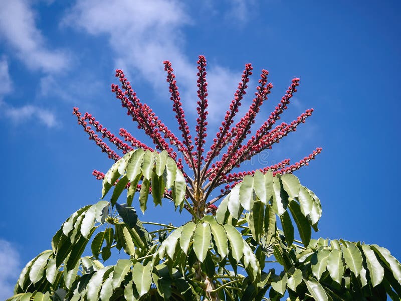 The large, 1 m large dole grape of a ray aralea, Schefflera Actinophylla Harms, a tree-like ivy plant of the genus Araliaceae. The large, 1 m large dole grape of a ray aralea, Schefflera Actinophylla Harms, a tree-like ivy plant of the genus Araliaceae