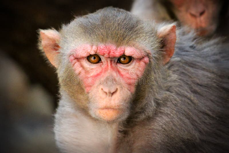 Ο ο ρήσος μακάκος Macaque στοκ εικόνα με δικαίωμα ελεύθερης χρήσης