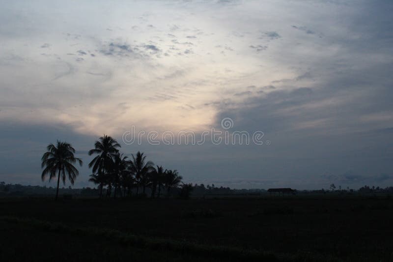 the sky with an evening atmosphere with the silhouette of a coconut tree with a village atmosphere. the sky with an evening atmosphere with the silhouette of a coconut tree with a village atmosphere