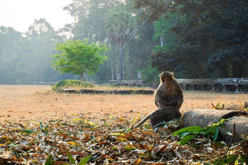 Monkeys on Ancient temple complex Angkor Wat Siem Reap, Cambodia animal. Monkeys on Ancient temple complex Angkor Wat Siem Reap, Cambodia animal