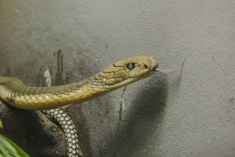 Ο προϊστάμενος του βασιλιά Cobra είναι ένα επικίνδυνο δηλητηριώδες φίδι στοκ εικόνες Ο προϊστάμενος του βασιλιά Cobra είναι ένα επικίνδυνο δηλητηριώδες φίδι στοκ εικόνες