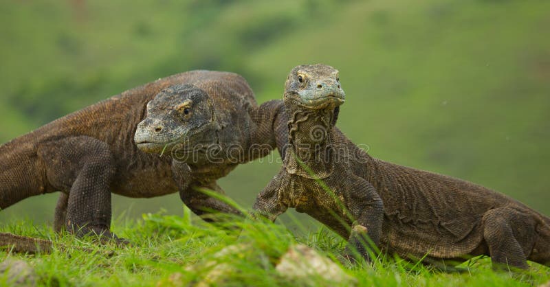 Ο δράκος Komodo είναι στο έδαφος Ινδονησία Εθνικό πάρκο Komodo στοκ εικόνες με δικαίωμα ελεύθερης χρήσης
