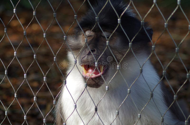 Ο ρήσος μακάκος macaque που κοιτάζει επίμονα. Πίθηκος Macaque του ρήσου μακάκου με τις ιδιαίτερες προσοχές και το ανοικτό στόμα που παρουσιάζουν αιχμηρά δόντια πίσω από το φράκτη στο ζωολογικό κήπο του Λονδίνου