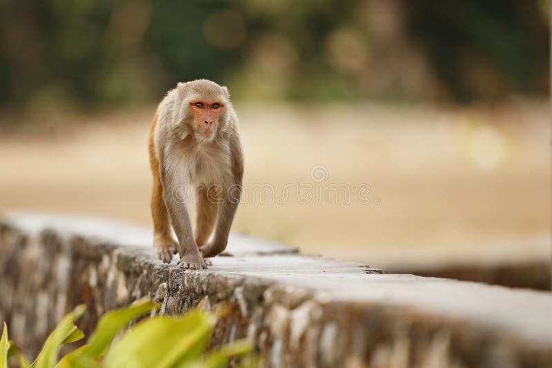 Ο ρήσος μακάκος Macaque στον τοίχο με το όμορφο μουτζουρωμένο υπόβαθρο στοκ εικόνες Ο ρήσος μακάκος Macaque στον τοίχο με το όμορφο μουτζουρωμένο υπόβαθρο στοκ εικόνες