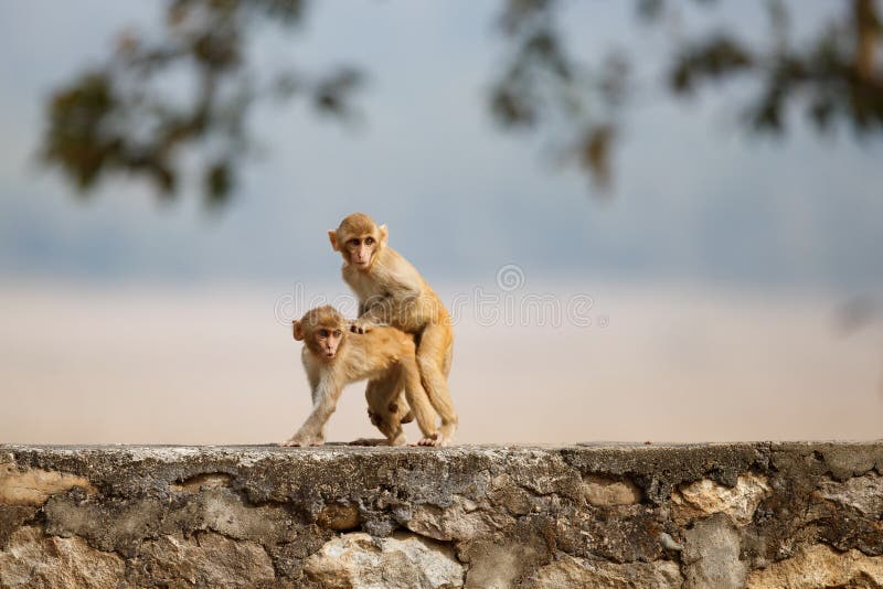 Ο ρήσος μακάκος Macaque στον τοίχο με το όμορφο μουτζουρωμένο υπόβαθρο στοκ φωτογραφία με δικαίωμα ελεύθερης χρήσης Ο ρήσος μακάκος Macaque στον τοίχο με το όμορφο μουτζουρωμένο υπόβαθρο στοκ φωτογραφία με δικαίωμα ελεύθερης χρήσης