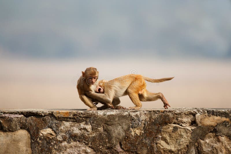 Ο ρήσος μακάκος Macaque στον τοίχο με το όμορφο μουτζουρωμένο υπόβαθρο στοκ φωτογραφίες με δικαίωμα ελεύθερης χρήσης Ο ρήσος μακάκος Macaque στον τοίχο με το όμορφο μουτζουρωμένο υπόβαθρο στοκ φωτογραφίες με δικαίωμα ελεύθερης χρήσης