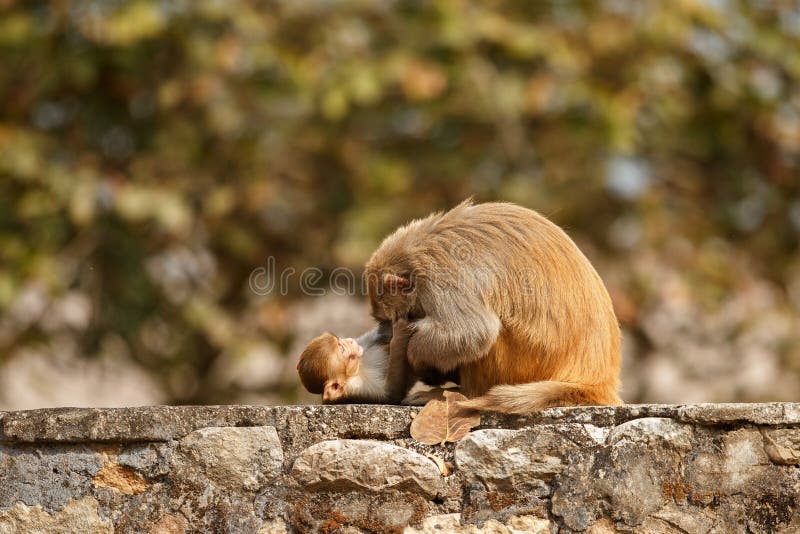 Ο ρήσος μακάκος Macaque στον τοίχο με το όμορφο μουτζουρωμένο υπόβαθρο στοκ εικόνες Ο ρήσος μακάκος Macaque στον τοίχο με το όμορφο μουτζουρωμένο υπόβαθρο στοκ εικόνες